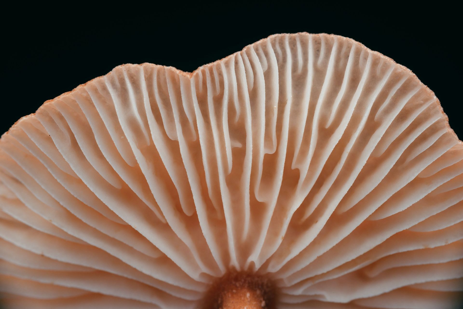 Low in calorie (Image via Unsplash/Timothy dykes)